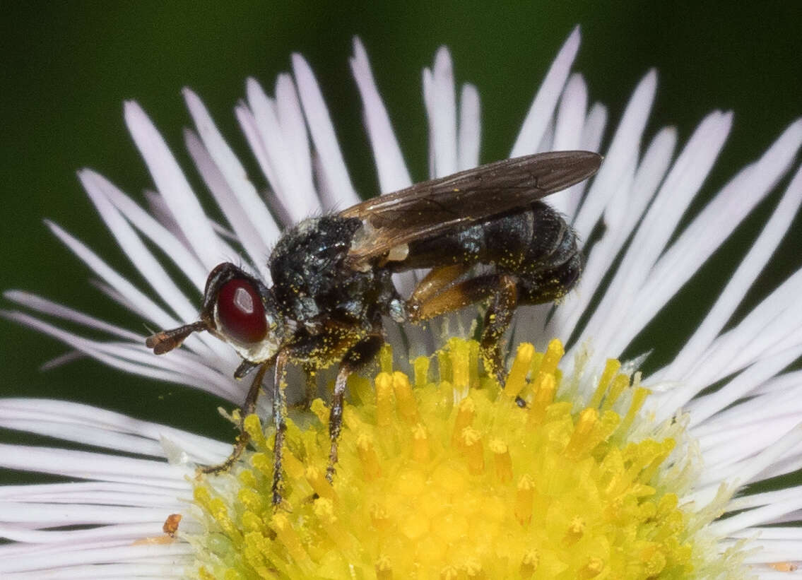 Imagem de Thecophora occidensis (Walker 1849)