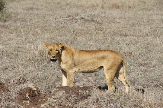 Imagem de Pantherinae