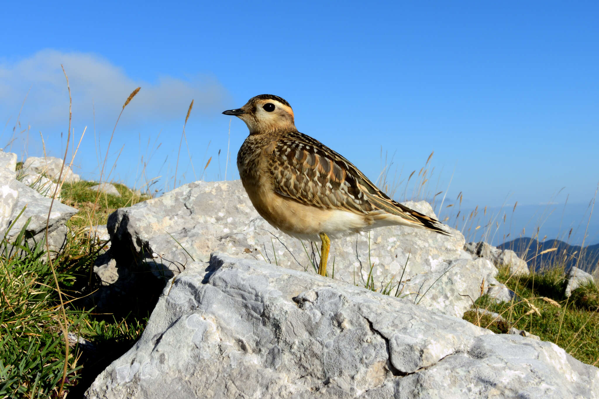 Imagem de Charadrius morinellus Linnaeus 1758