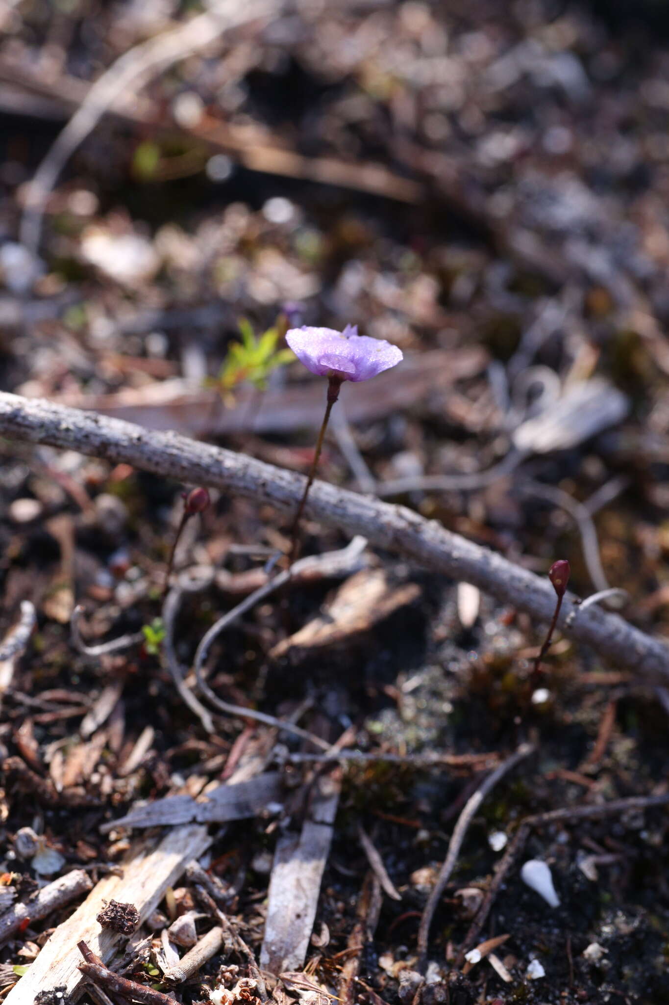 Image of Utricularia simplex R. Br.