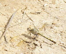 Image of Orthetrum caledonicum (Brauer 1865)