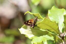 Hesperilla picta Leech 1815 resmi