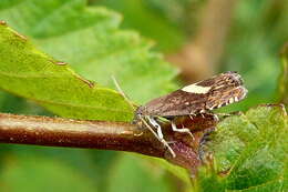 Image of Dichrorampha petiverella Linnaeus 1758