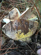 Image of Amanita augusta Bojantchev & R. M. Davis 2013