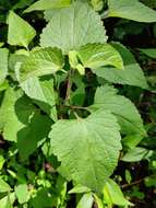 Plancia ëd Brickellia cordifolia Ell.