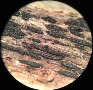 Image of Hysterobrevium mori (Schwein.) E. Boehm & C. L. Schoch 2010