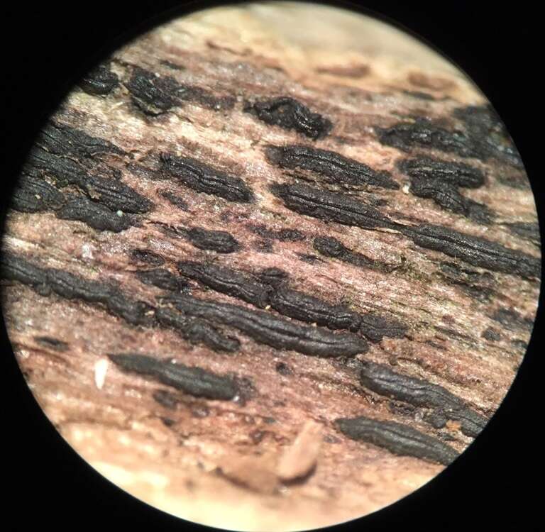 Hysterobrevium mori (Schwein.) E. Boehm & C. L. Schoch 2010的圖片