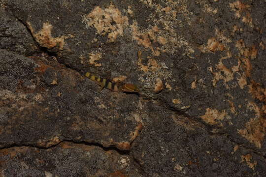 Image of Desert Banded Gecko