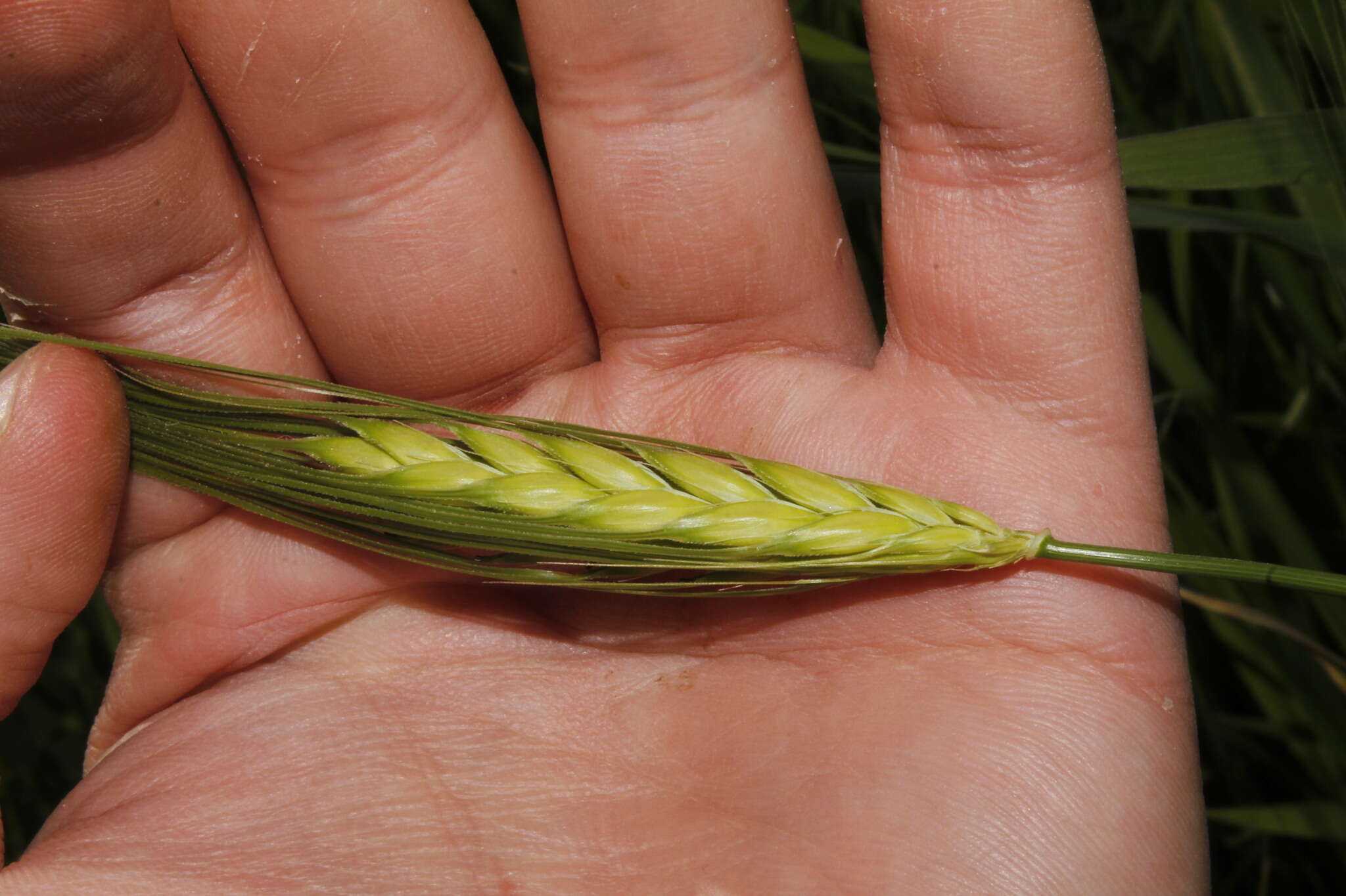 Image of spontaneous barley