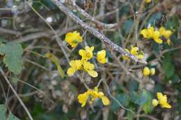 Senna pilifera (Vogel) H. S. Irwin & Barneby resmi