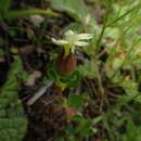 Image of Cyananthus flavus C. Marquand