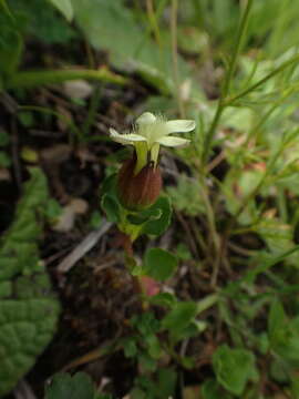 Image of Cyananthus flavus C. Marquand