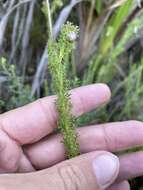 Ursinia dentata (L.) Poir. resmi