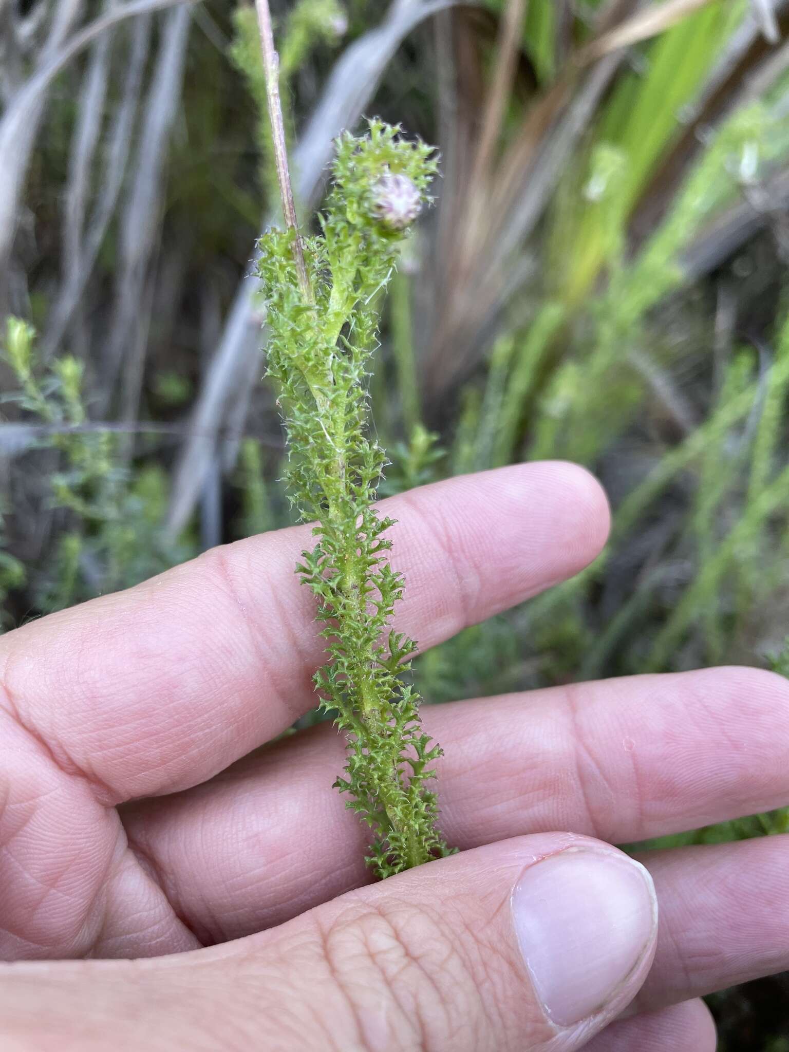 Ursinia dentata (L.) Poir. resmi