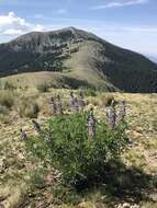 Image of White Mountain lupine