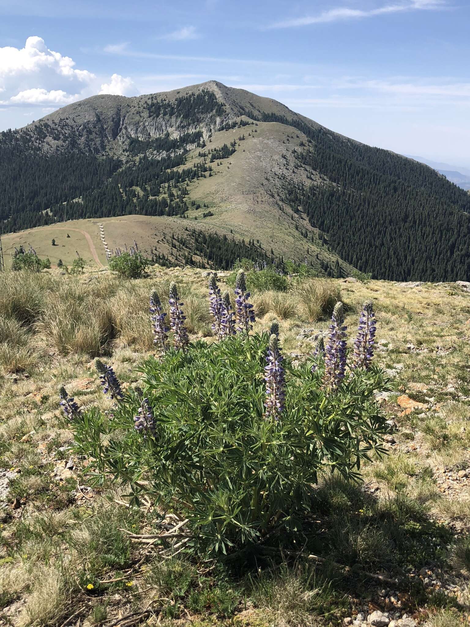 Image of White Mountain lupine