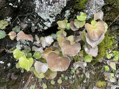 Image of lotus-leaved maidenhair fern