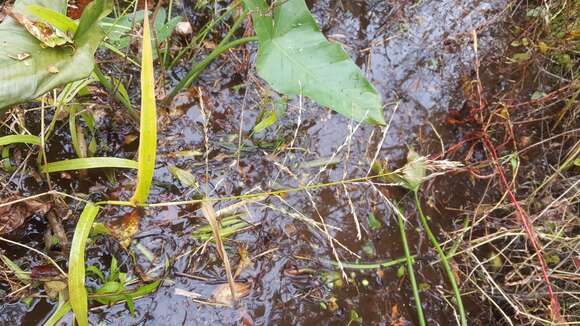 Image of Savannah-Panic Grass