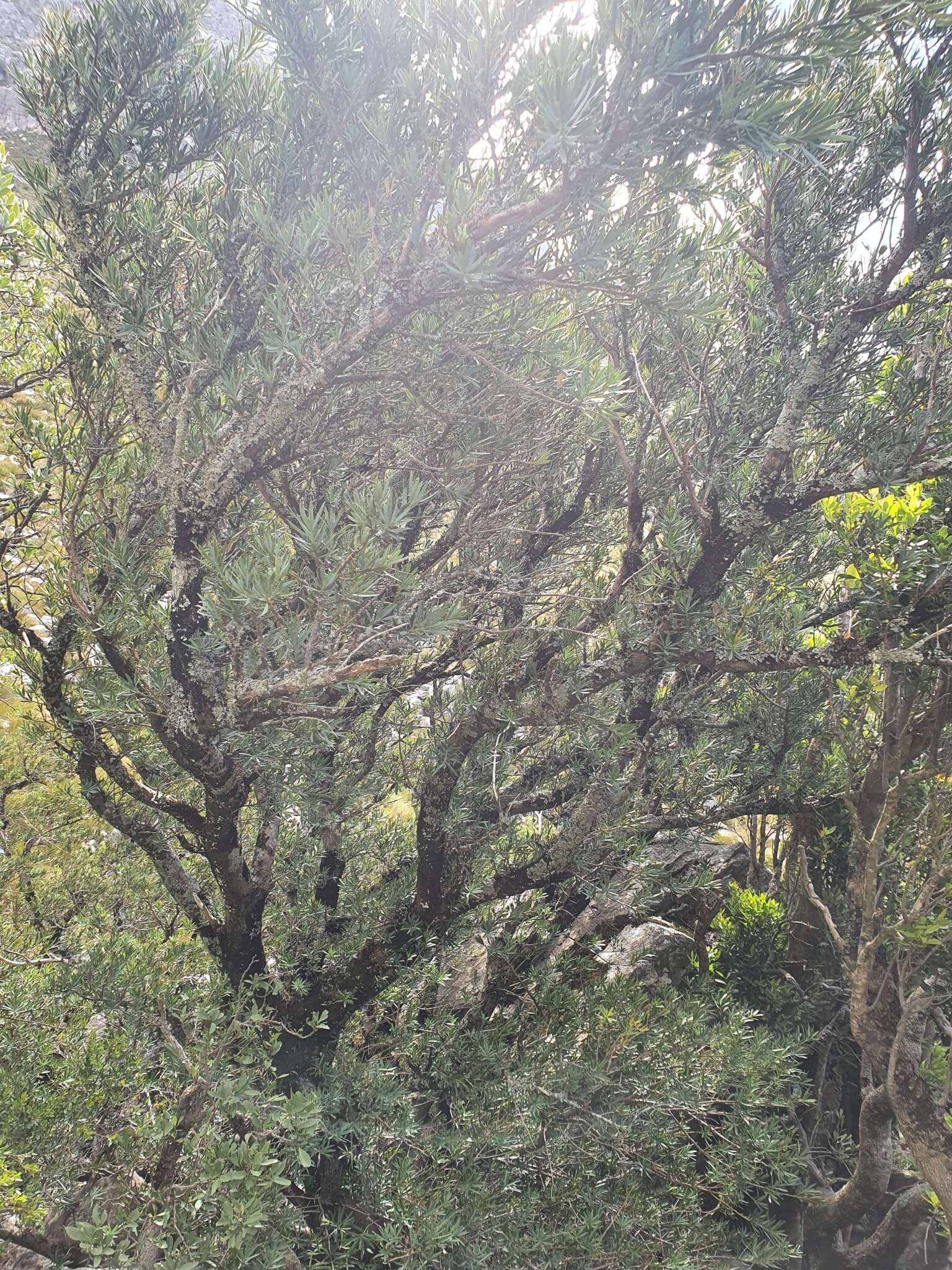 Image of Breede River Yellowwood