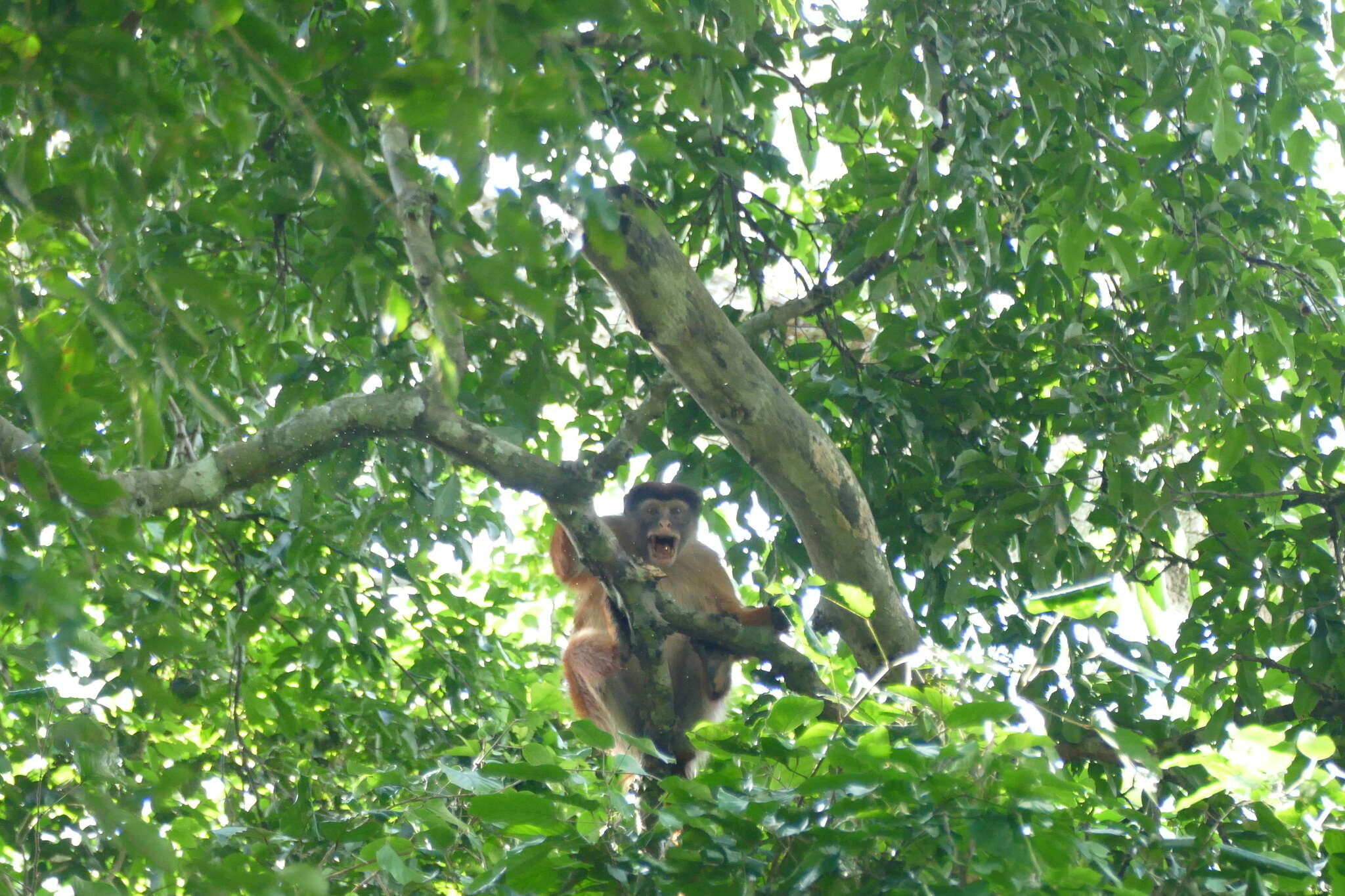 Image of Thollon's Red Colobus