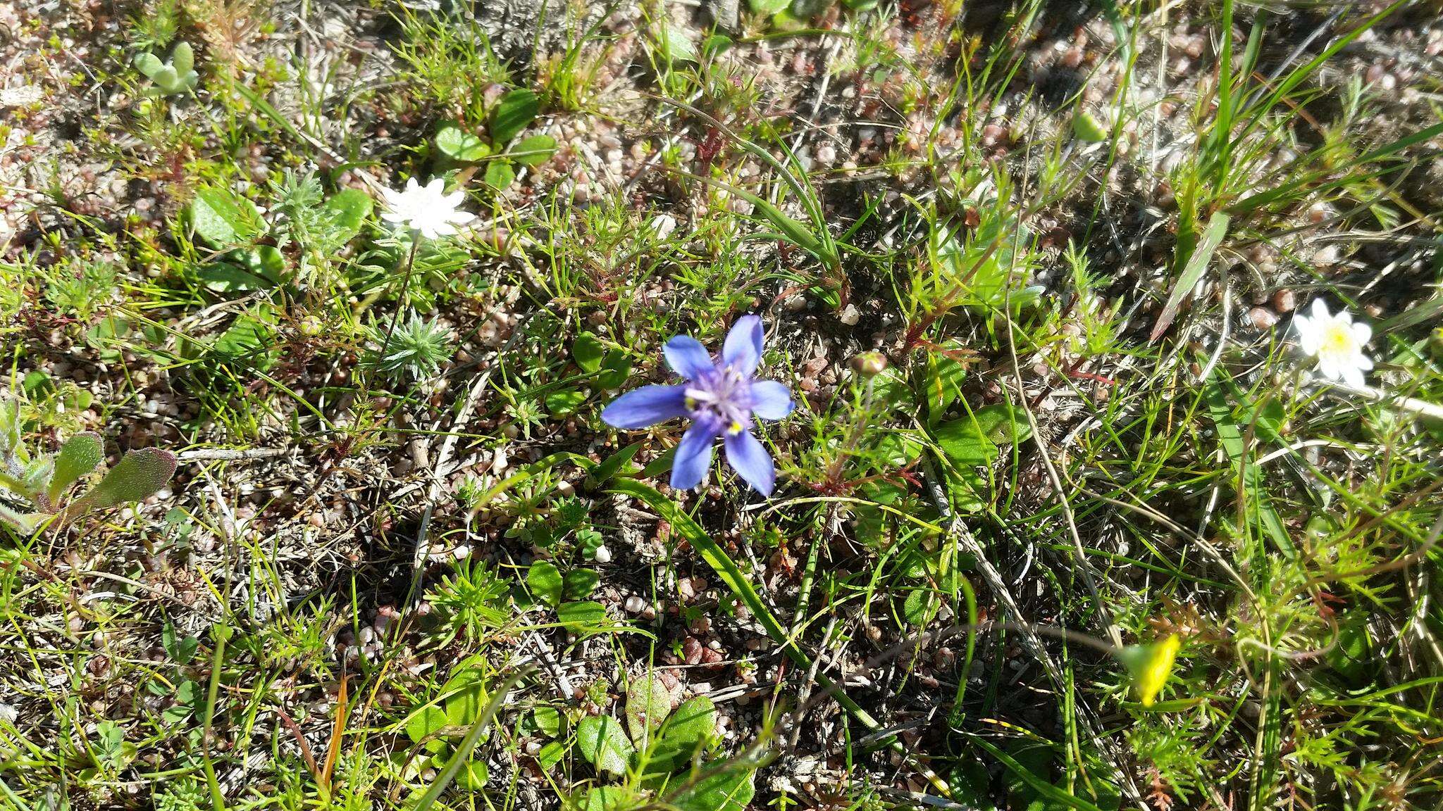 Image of Moraea lugubris (Salisb.) Goldblatt