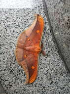 Antheraea formosana Sonan 1937的圖片