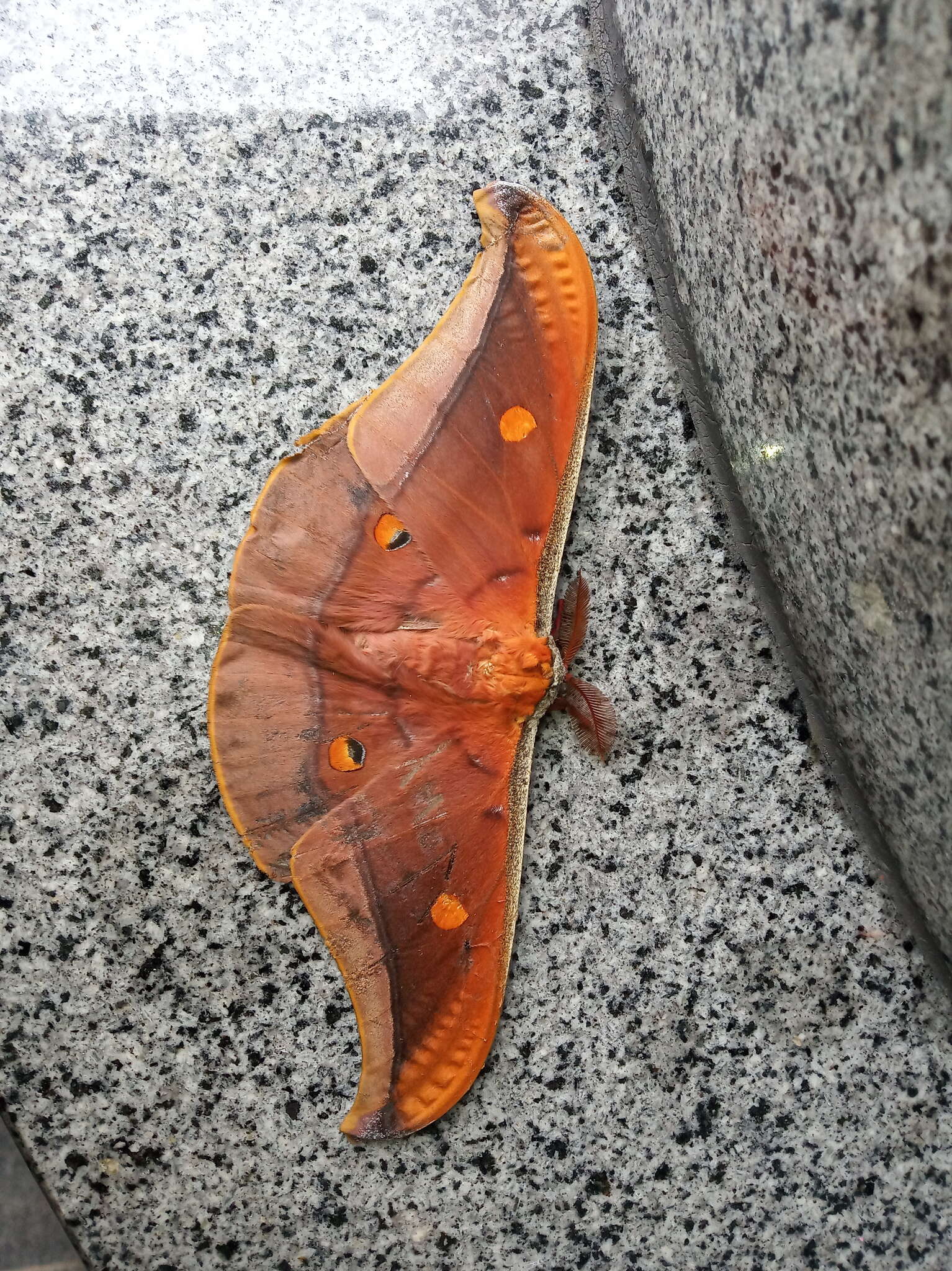 Image of Antheraea formosana Sonan 1937