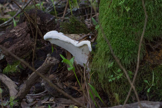 Plancia ëd Ganoderma brownii (Murrill) Gilb. 1962