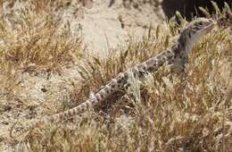 Image of Bluntnose Leopard Lizard