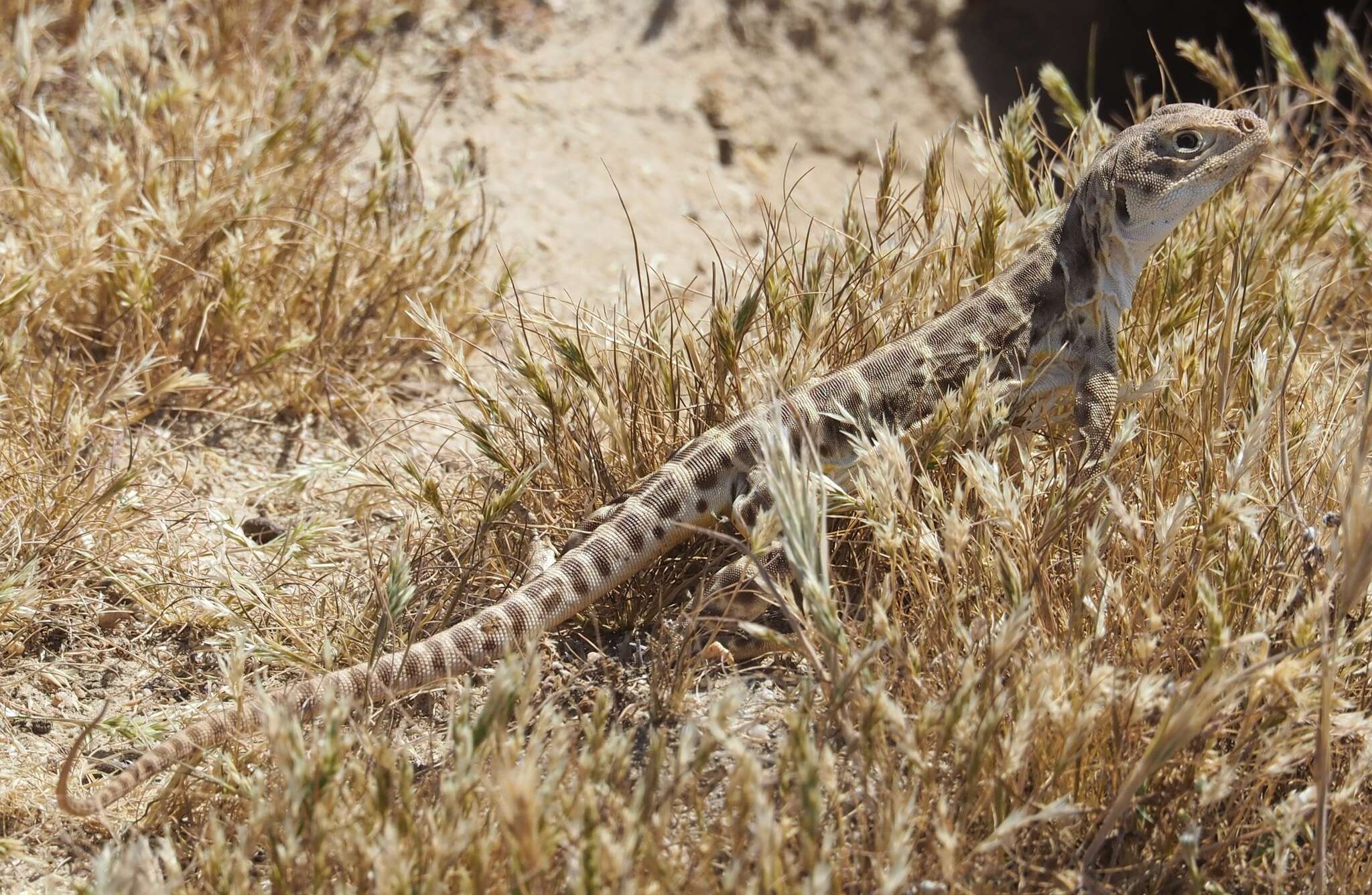 Image of Bluntnose Leopard Lizard