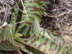 Image of Ledebouria apertiflora (Baker) Jessop