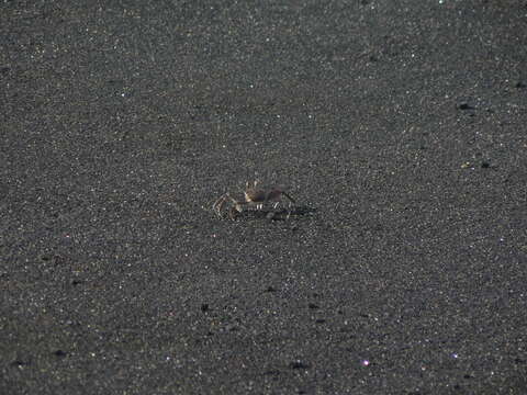 Image of African ghost crab