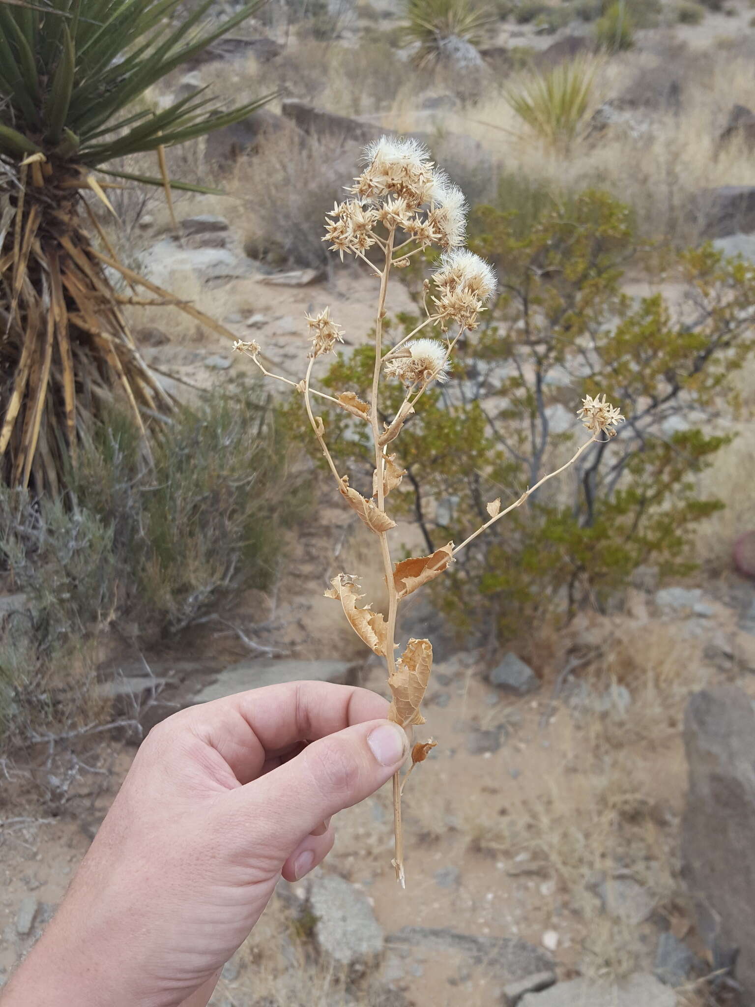 Sivun Acourtia wrightii (A. Gray) Reveal & R. M. King kuva