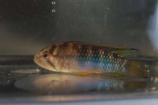 Image of Apistogramma baenschi Römer, Hahn, Römer, Soares & Wöhler 2004