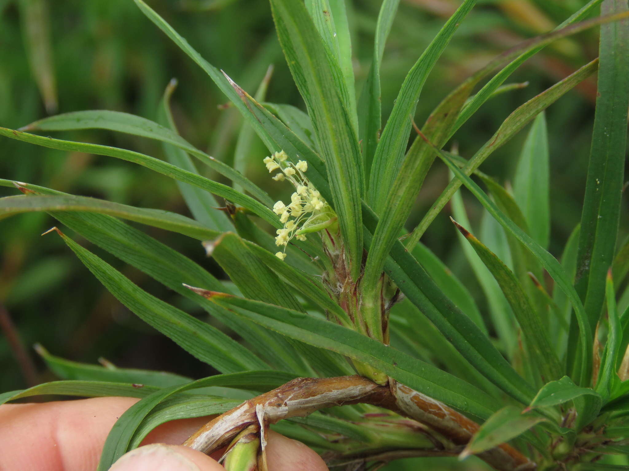 Image of Cliffortia longifolia (Eckl. & Zeyh.) Weim.