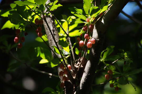 Enkianthus cernuus rubens (Maxim.) Ohwi的圖片