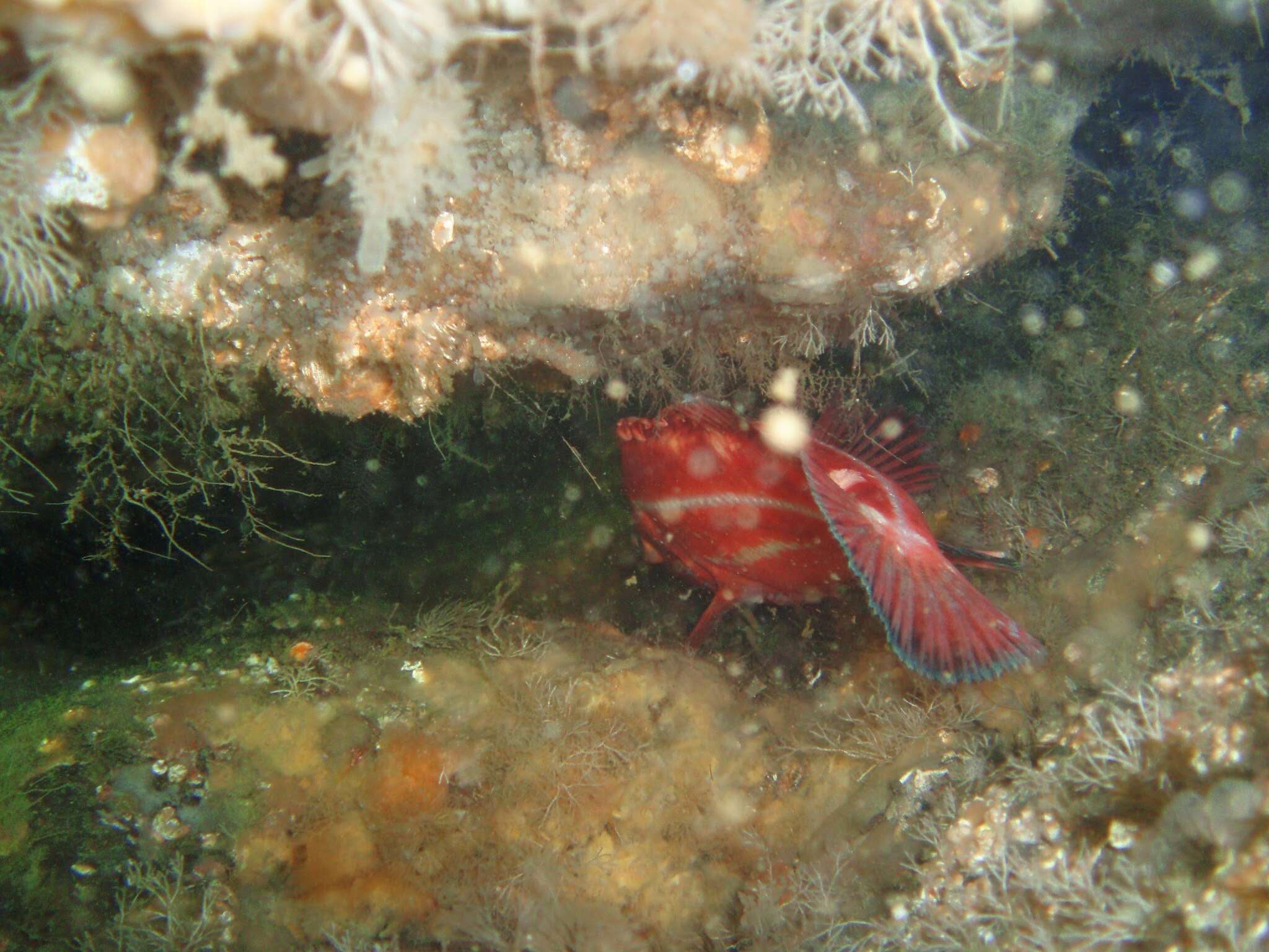 Image of Yelloweye rockfish