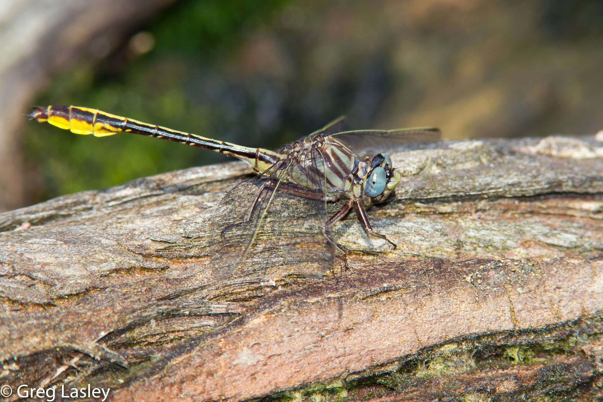 Image of Phanogomphus cavillaris (Needham 1902)