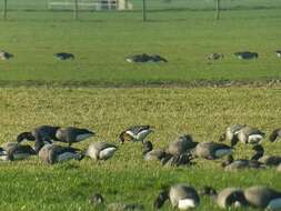 Image of Red-breasted Goose