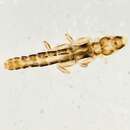 Image of Lice