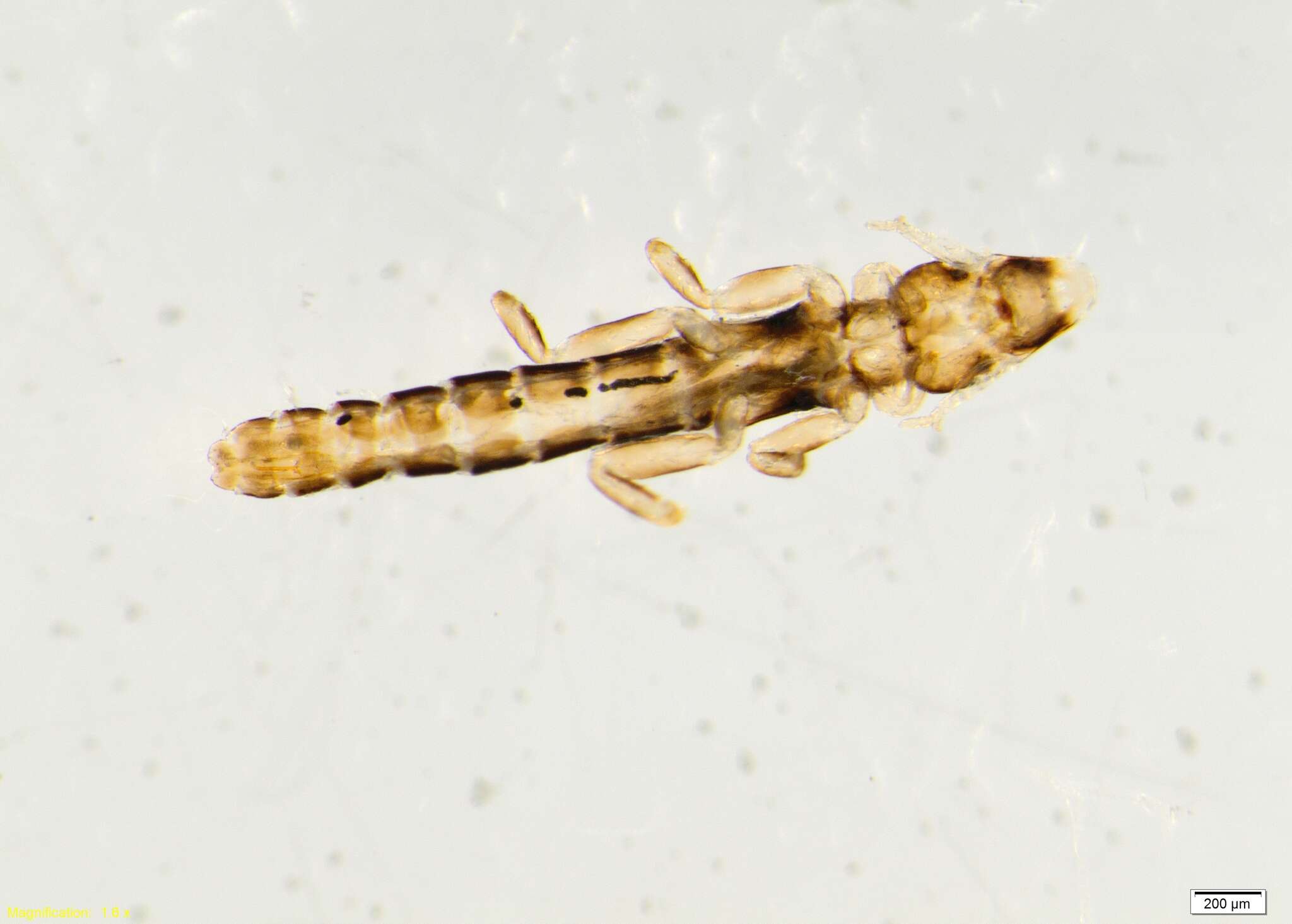 Image of Lice