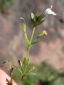 صورة Linderniella nana (Engl.) Eb. Fisch., Schäferh. & Kai Müll.