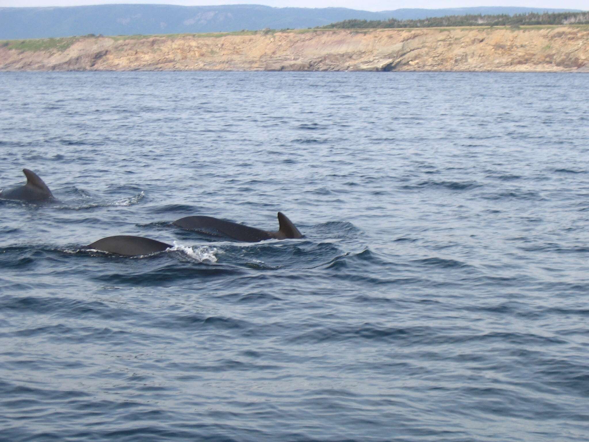 Image of Atlantic Pilot Whale