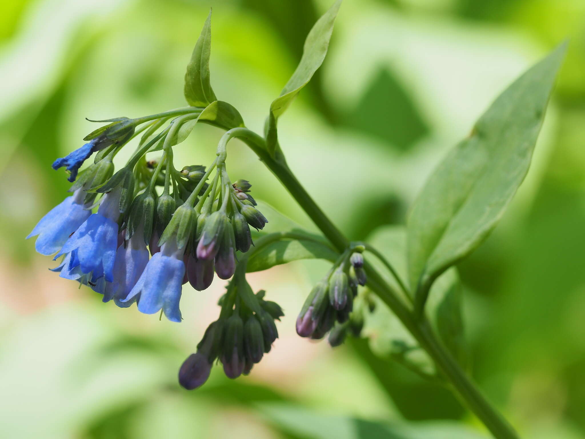 Image of tall fringed bluebells