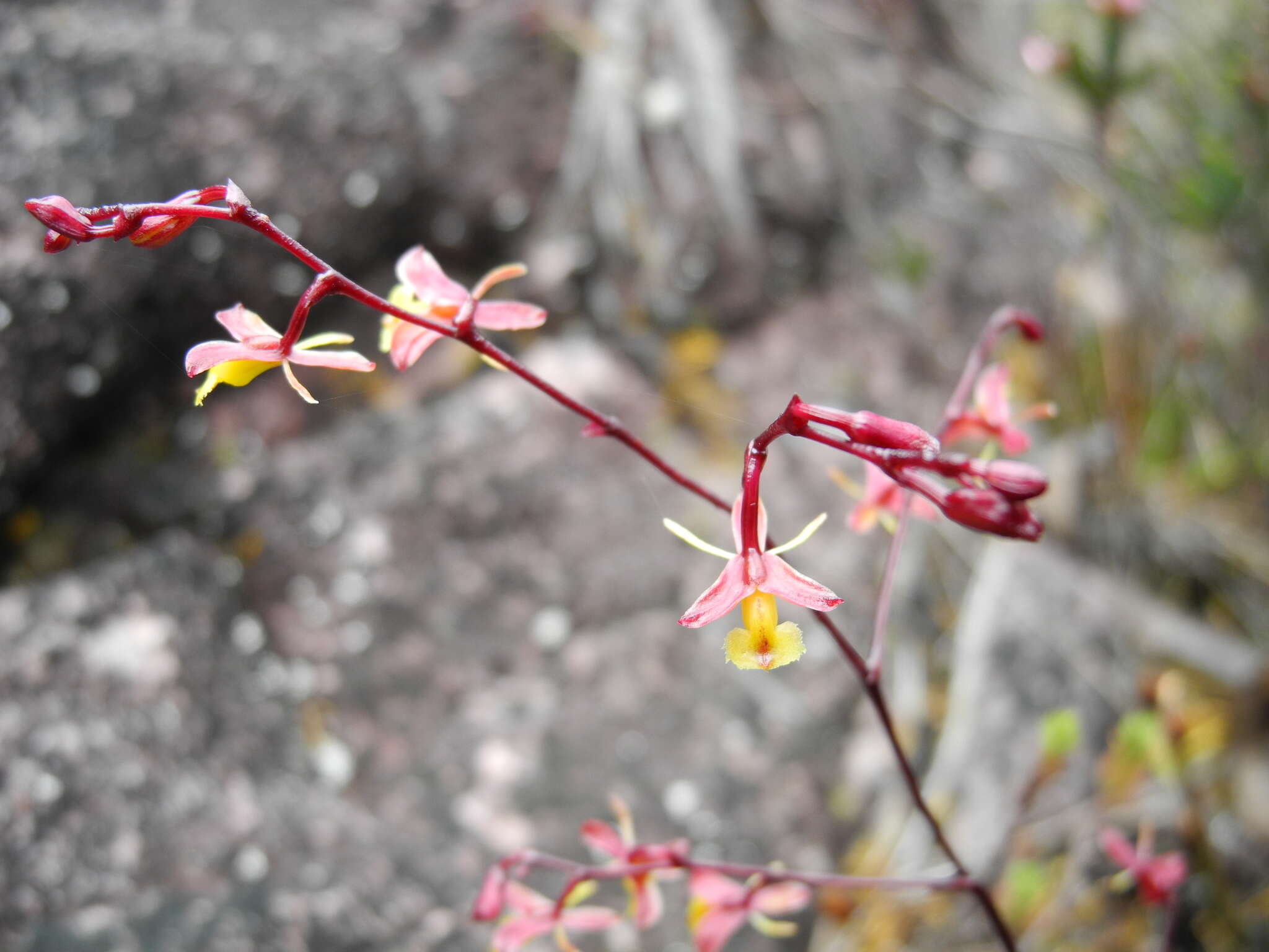 Plancia ëd Epidendrum violascens Ridl.