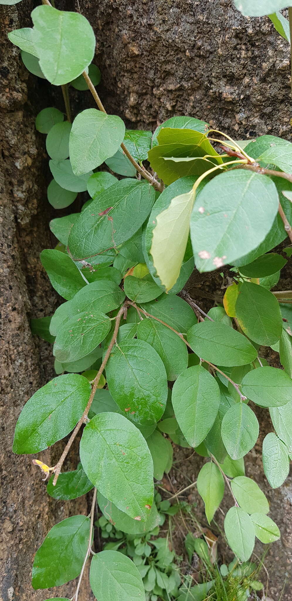 Image of Cotoneaster mongolicus Pojark.