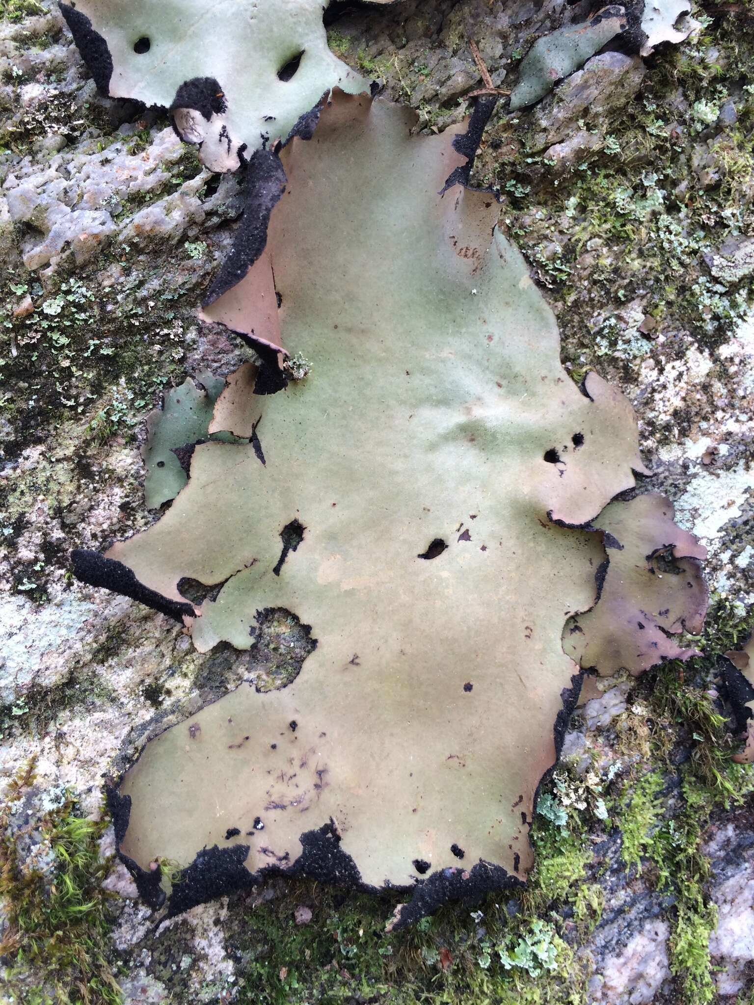 Image of navel lichen