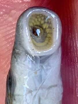 Image of Mountain Brook Lamprey