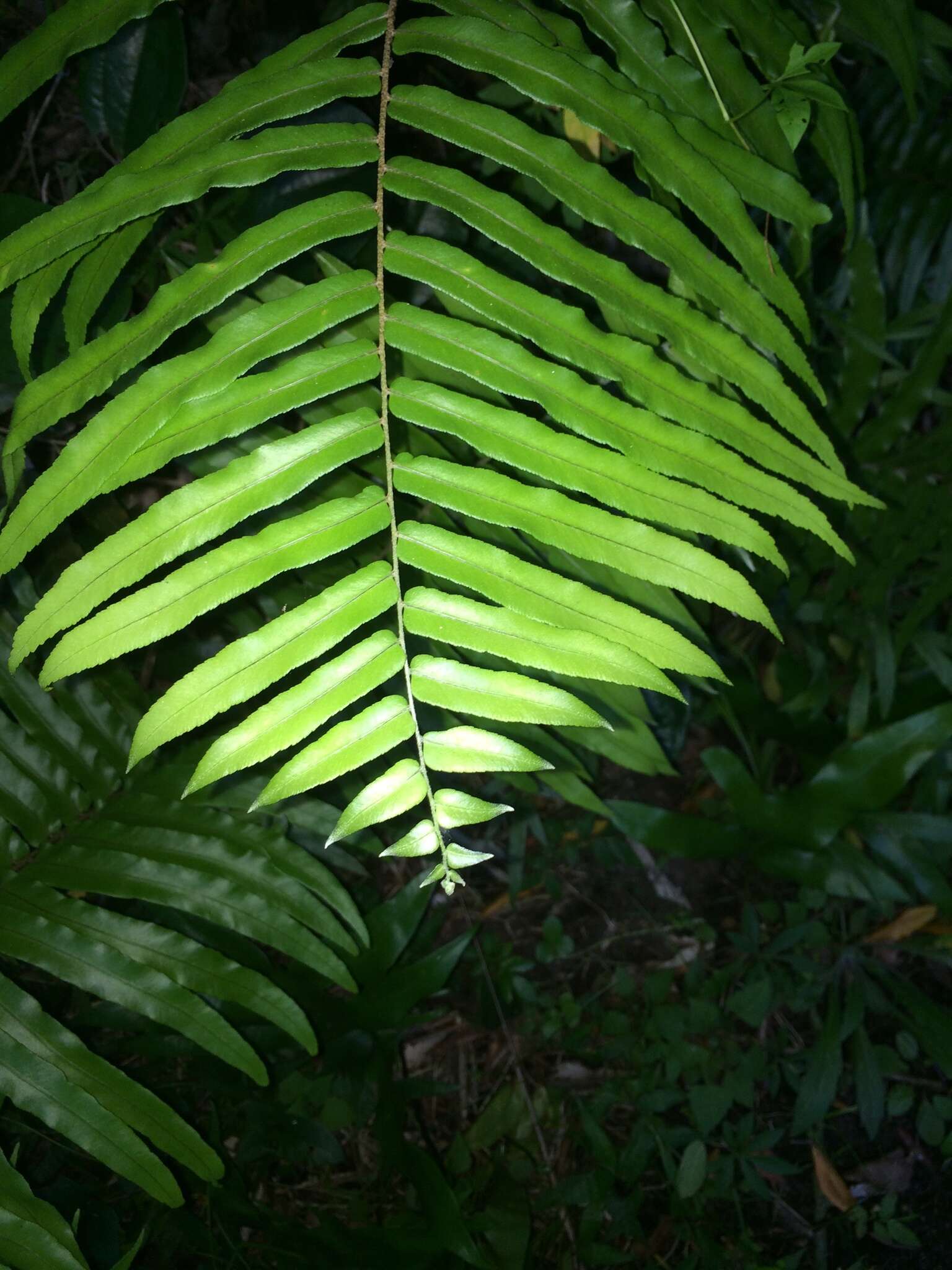 Image of giant swordfern