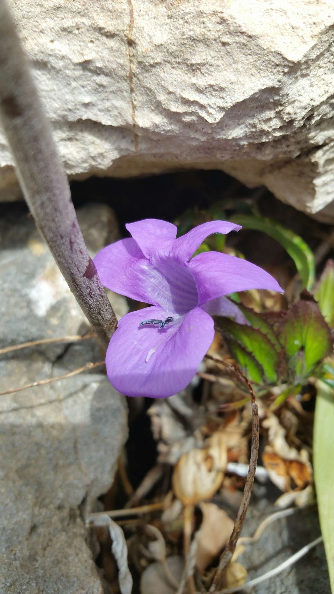 Imagem de Barleria paucidentata Benoist